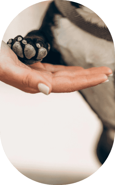 foto de uma pessoa tocando na pata de um cachorro